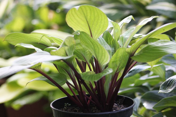 Hosta First Blush