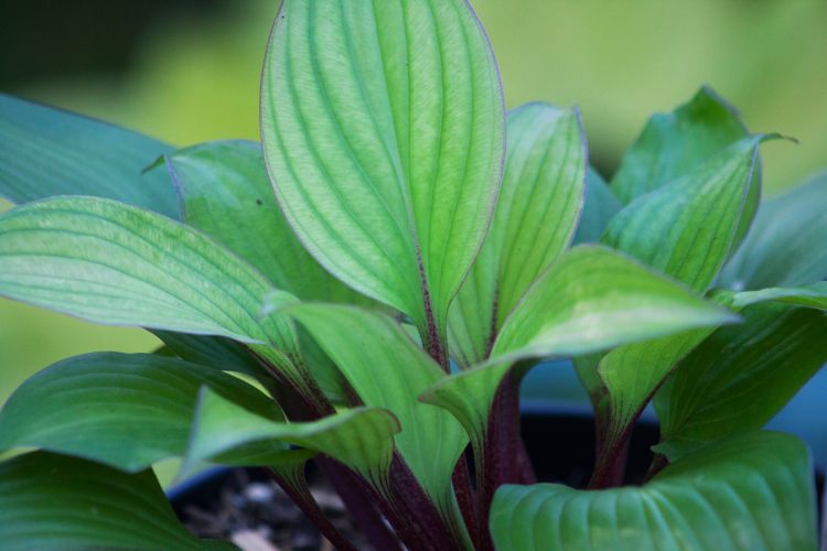 Hosta First Blush