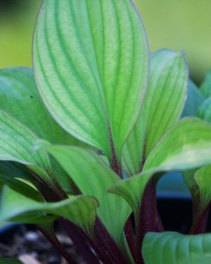 Hosta First Blush