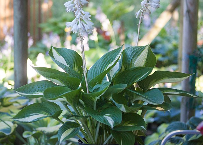 Hosta ‚Ann Kulpa‘
