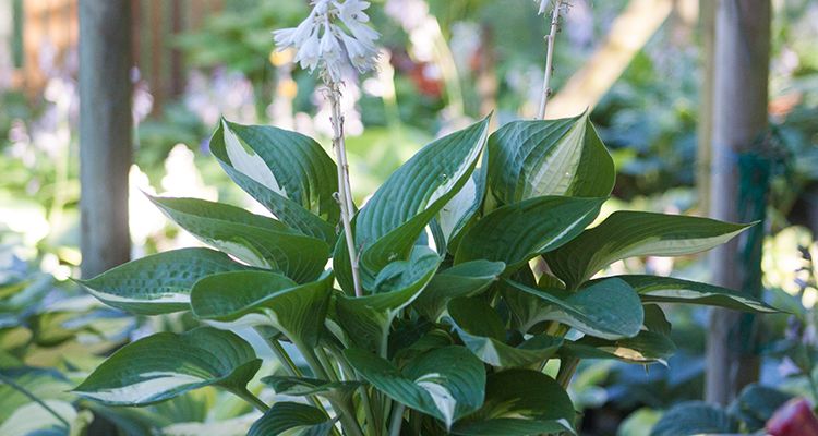 Hosta ‚Ann Kulpa‘