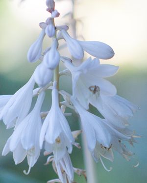 Hosta ‚Ann Kulpa‘