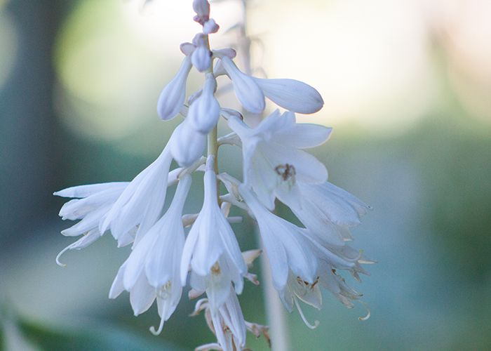 Hosta ‚Ann Kulpa‘