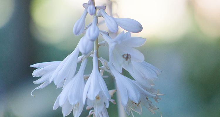 Hosta ‚Ann Kulpa‘