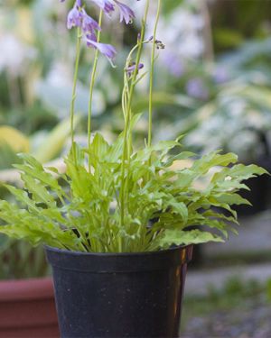 Hosta Dragon Tails