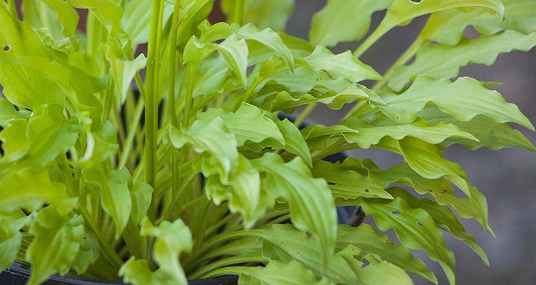 Hosta Dragon Tails