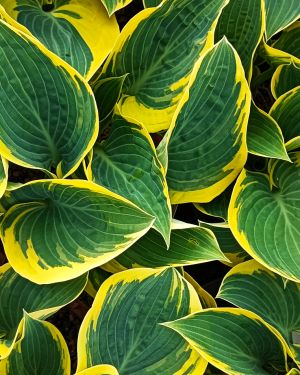 Hosta First Frost