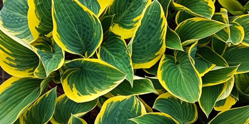 Hosta First Frost