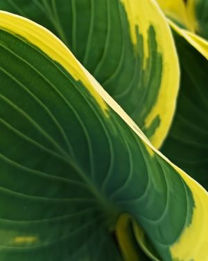 Hosta First Frost