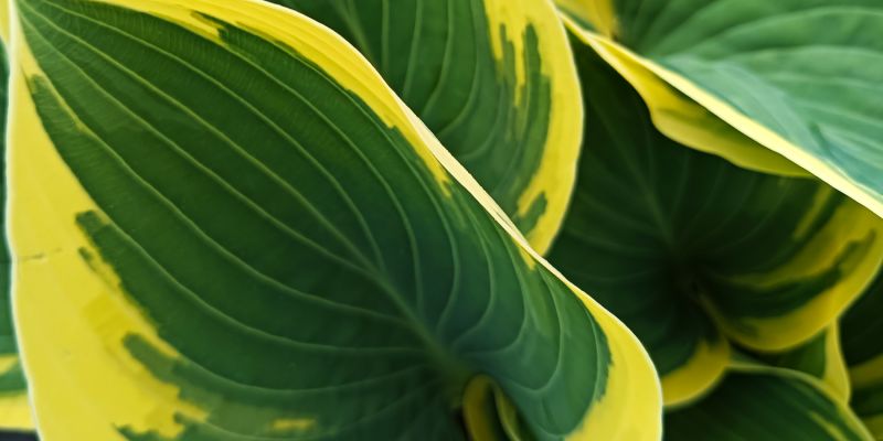 Hosta First Frost