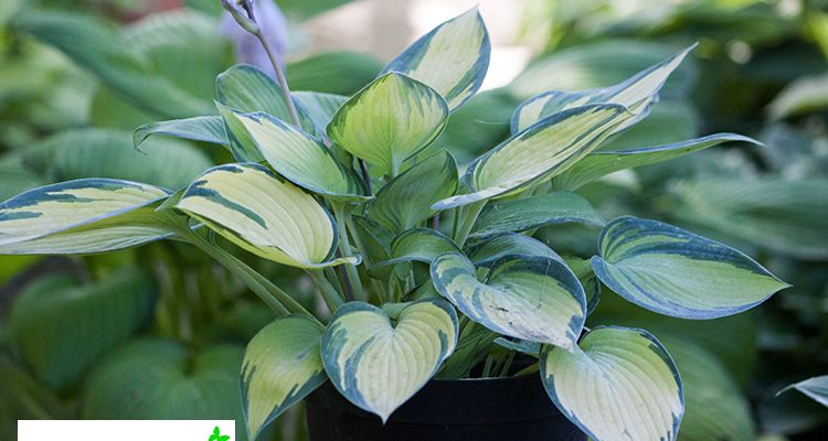 Hosta Hosta ‚June‘