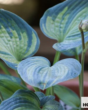 Hosta Hosta ‚June‘