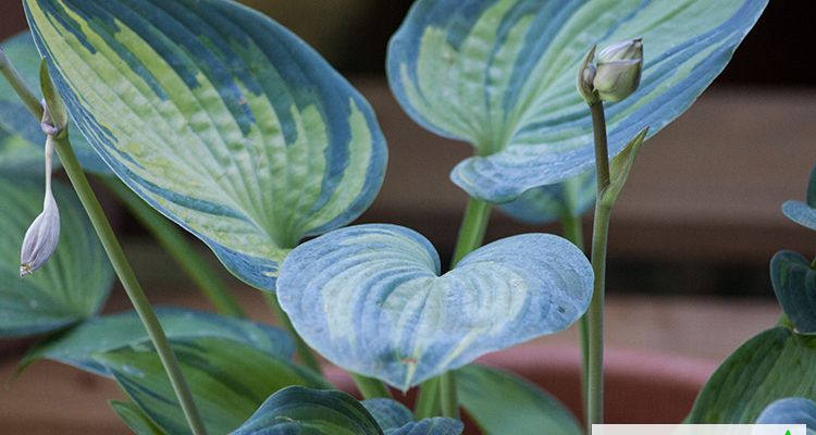 Hosta Hosta ‚June‘