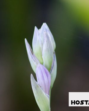 Hosta Kiwi Full Monthy