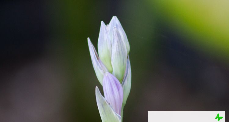 Hosta Kiwi Full Monthy