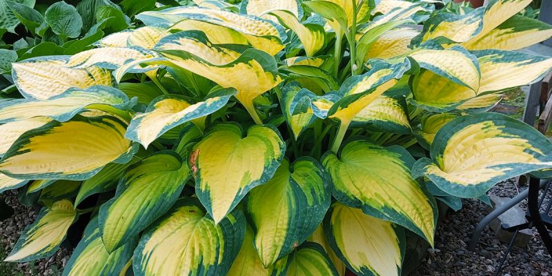 Hosta Orange Marmalde