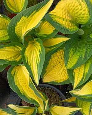 Hosta Orange Marmalde