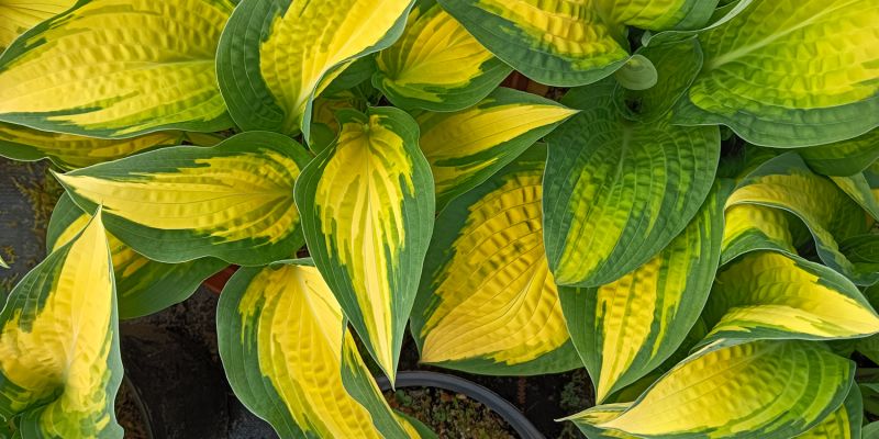 Hosta Orange Marmalde