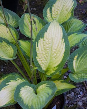 Hosta Pauls Glory