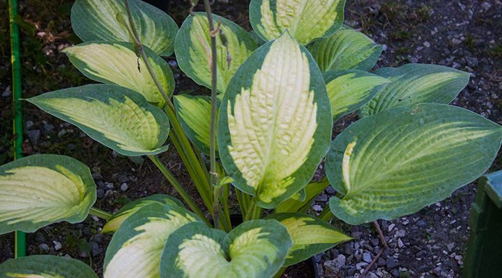 Hosta Pauls Glory