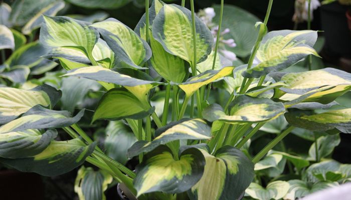 Hosta Paradise Glory