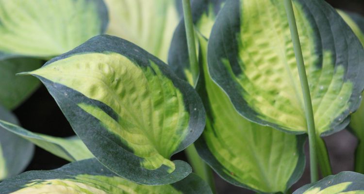 Hosta Paradise Glory