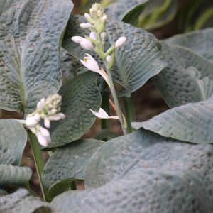Hosta 'Big Daddy'