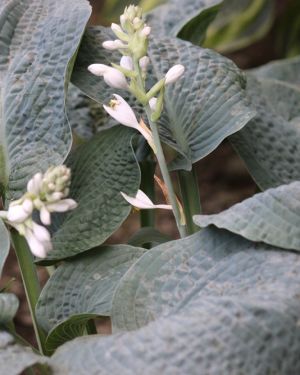 Hosta ‚Big Daddy‘