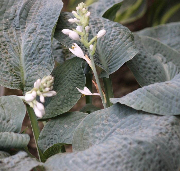 Hosta ‚Big Daddy‘