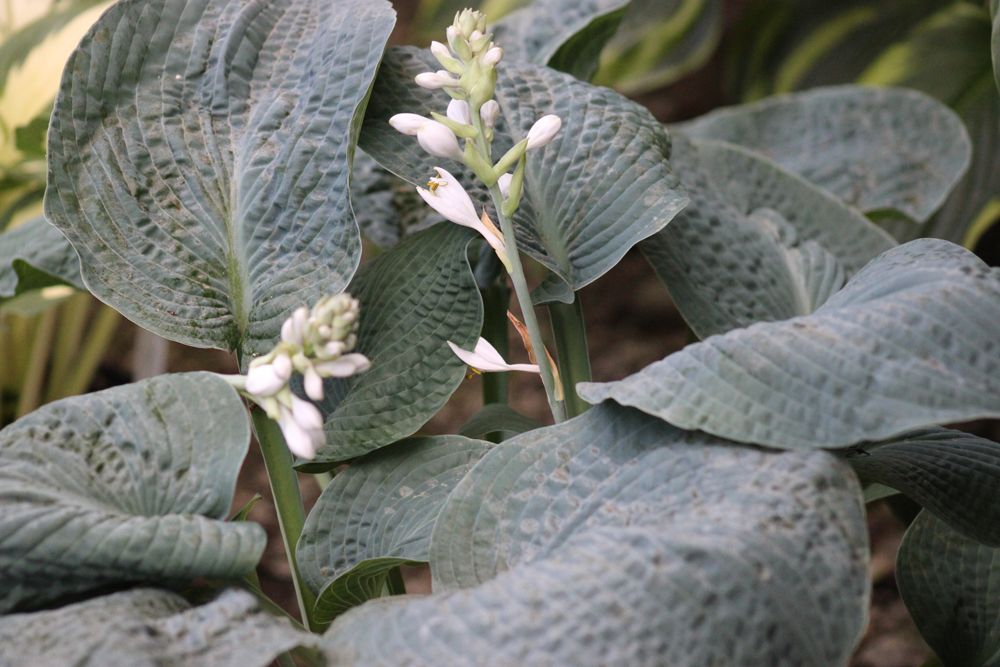Hosta ‚Big Daddy‘
