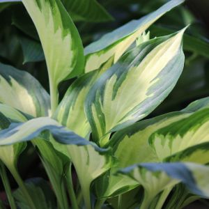 Hosta 'Christmas Candy'
