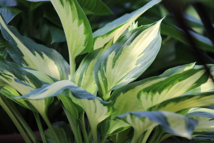 Hosta ‚Christmas Candy‘