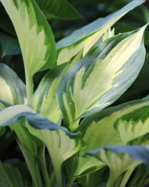 Hosta ‚Christmas Candy‘