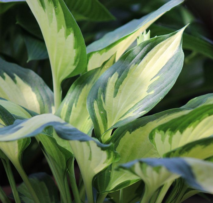 Hosta ‚Christmas Candy‘