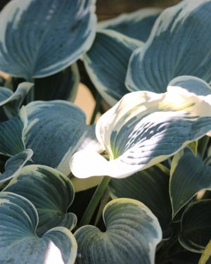 Hosta ‚El Nino‘