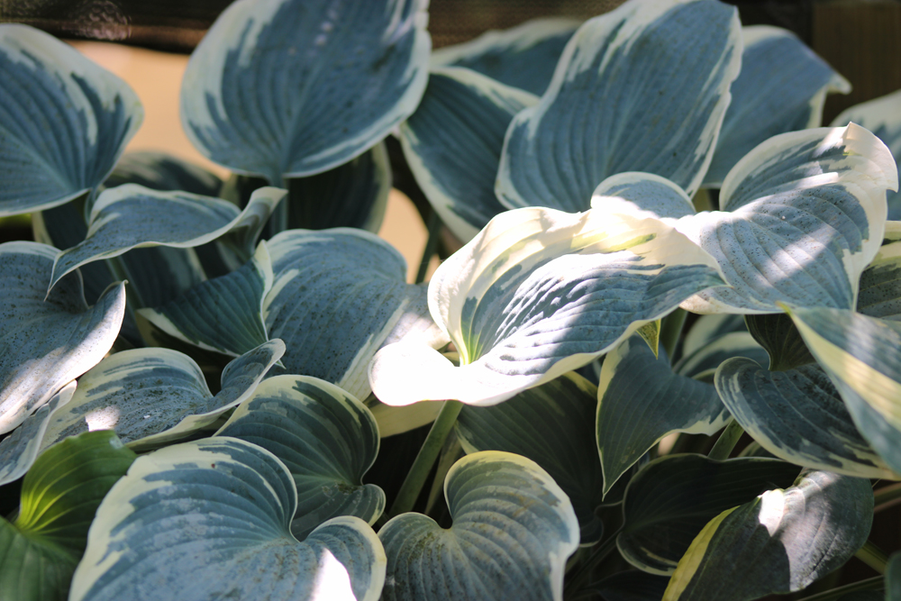 Hosta ‚El Nino‘