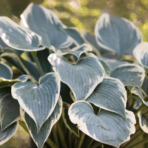Hosta 'El Nino'