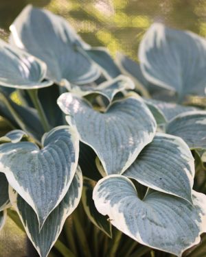 Hosta ‚El Nino‘