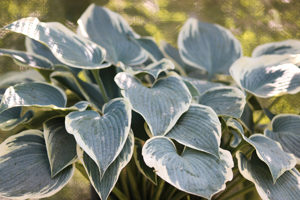 Hosta ‚El Nino‘