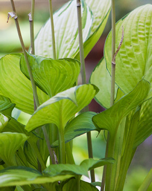Hosta ‚Eye Declare‘