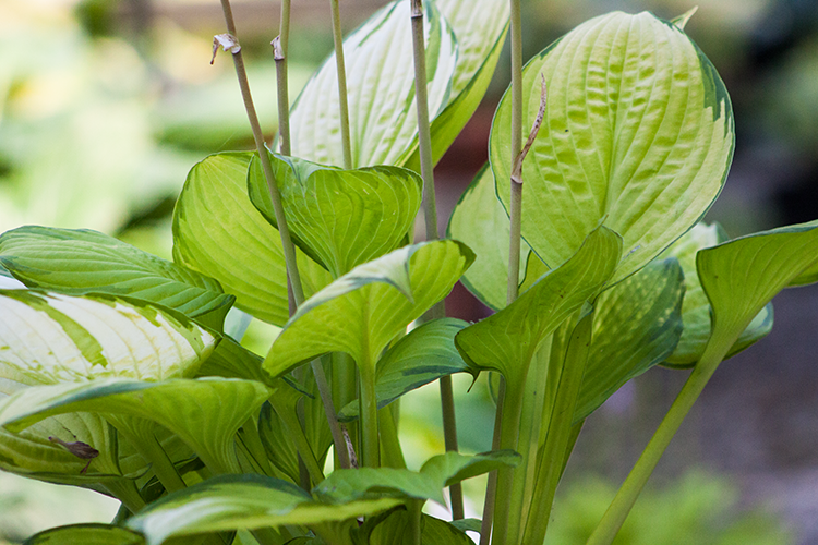 Hosta ‚Eye Declare‘