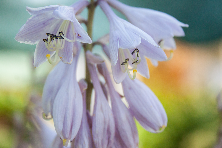 Hosta ‚Eye Declare‘