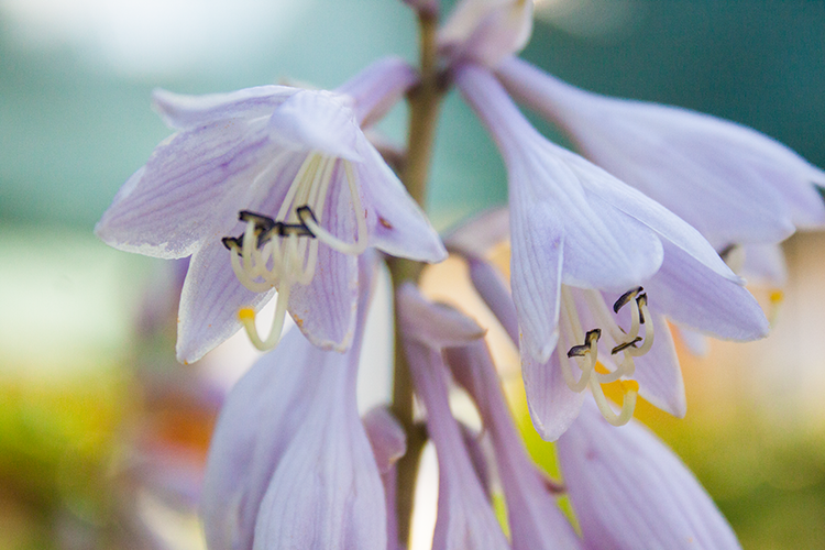 Hosta ‚Eye Declare‘