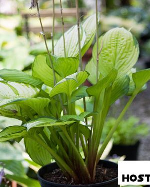 Hosta ‚Eye Declare‘