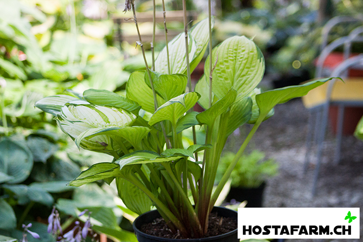 Hosta ‚Eye Declare‘
