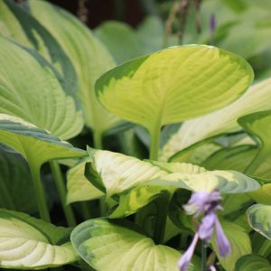Hosta 'Gold Standard'