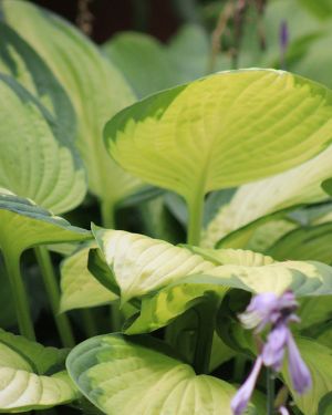 Hosta ‚Gold Standard‘