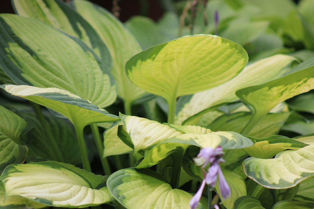 Hosta ‚Gold Standard‘
