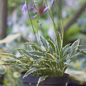 Hosta ‚Stiletto‘
