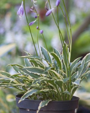 Hosta ‚Stiletto‘